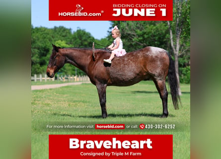 Quarter horse américain, Hongre, 15 Ans, Roan-Bay