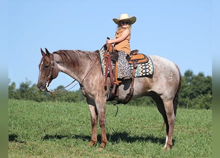 Quarter horse américain, Hongre, 15 Ans, Rouan Rouge
