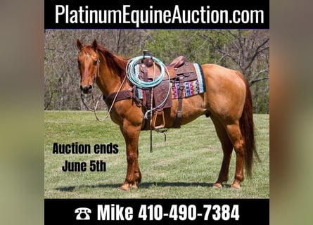Quarter horse américain, Hongre, 16 Ans, 147 cm, Isabelle