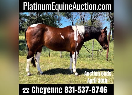 Quarter horse américain, Hongre, 16 Ans, 150 cm, Tobiano-toutes couleurs