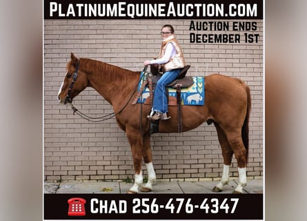 Quarter horse américain, Hongre, 16 Ans, 152 cm, Alezan cuivré