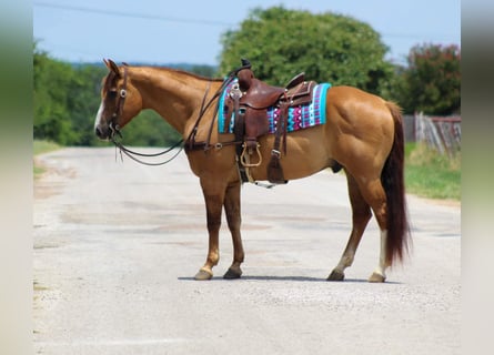 Quarter horse américain, Hongre, 16 Ans, 155 cm, Isabelle