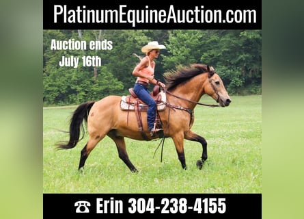 Quarter horse américain, Hongre, 16 Ans, 157 cm, Buckskin
