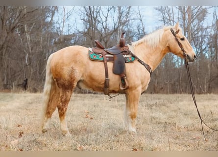 Quarter horse américain, Hongre, 16 Ans, 157 cm, Palomino