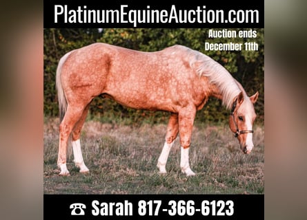 Quarter horse américain, Hongre, 16 Ans, 157 cm, Palomino