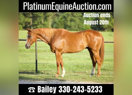 Quarter horse américain, Hongre, 16 Ans, 163 cm, Alezan brûlé
