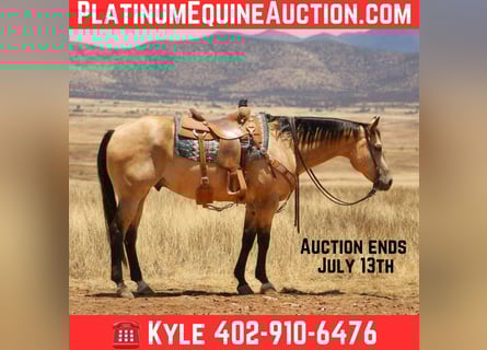 Quarter horse américain, Hongre, 16 Ans, 163 cm, Buckskin