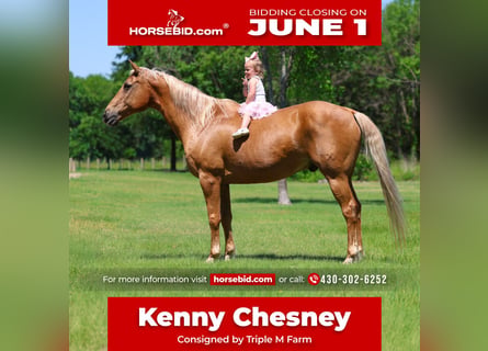 Quarter horse américain, Hongre, 16 Ans, Palomino