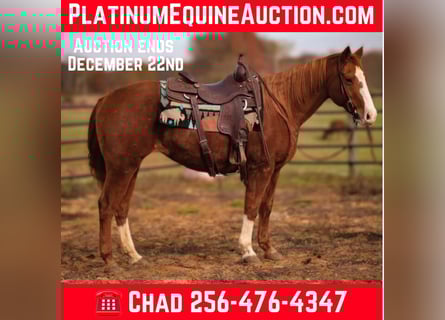 Quarter horse américain, Hongre, 17 Ans, 147 cm, Alezan brûlé