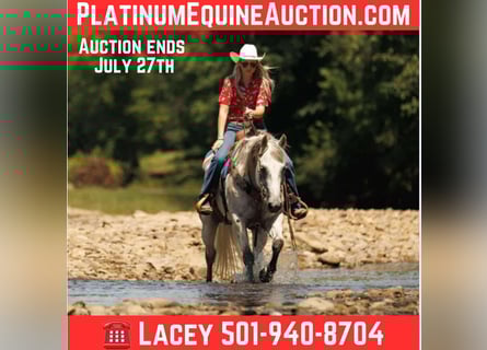 Quarter horse américain, Hongre, 17 Ans, 147 cm, Gris