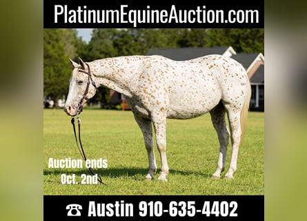 Quarter horse américain, Hongre, 17 Ans, 152 cm, Blanc