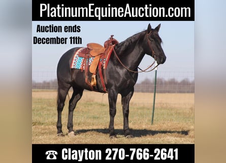 Quarter horse américain, Hongre, 17 Ans, 163 cm, Rouan Bleu