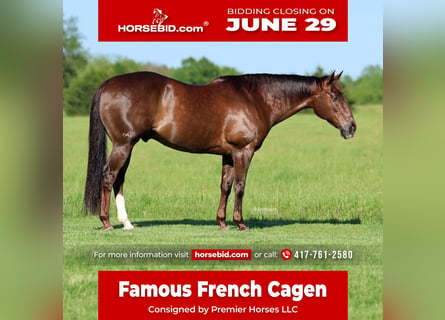 Quarter horse américain, Hongre, 17 Ans, Alezan brûlé