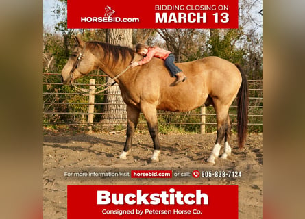 Quarter horse américain, Hongre, 17 Ans, Buckskin