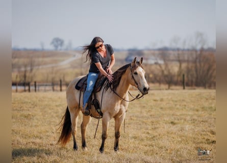Quarter horse américain, Hongre, 18 Ans, 150 cm, Buckskin