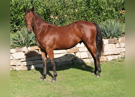 Quarter horse américain, Hongre, 1 Année, 150 cm, Bai