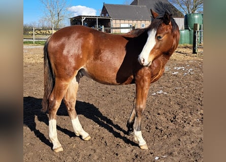 Quarter horse américain, Hongre, 1 Année, 152 cm, Bai