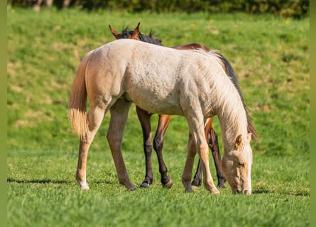 Quarter horse américain, Hongre, 1 Année, 154 cm, Palomino