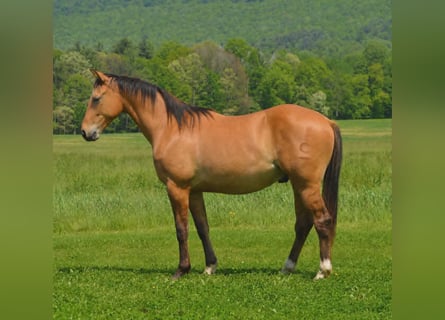 Quarter horse américain, Hongre, 2 Ans, 142 cm, Isabelle