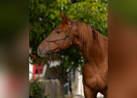 Quarter horse américain, Hongre, 2 Ans, 147 cm, Alezan brûlé