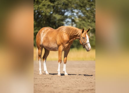Quarter horse américain, Hongre, 2 Ans, 147 cm, Rouan Rouge