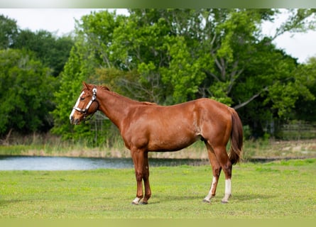 Quarter horse américain, Hongre, 2 Ans, 150 cm, Alezan cuivré