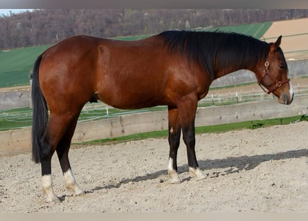 Quarter horse américain, Hongre, 2 Ans, 150 cm, Bai