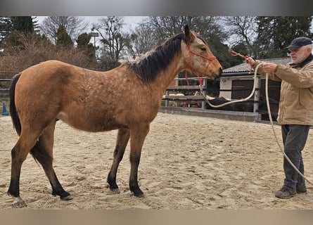 Quarter horse américain, Hongre, 2 Ans, 150 cm, Buckskin