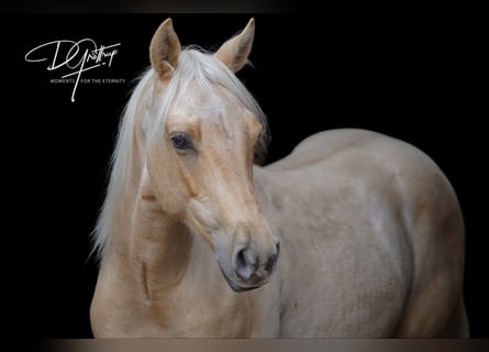 Quarter horse américain, Hongre, 2 Ans, 150 cm, Palomino