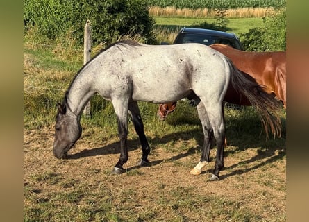 Quarter horse américain, Hongre, 2 Ans, 150 cm, Rouan Bleu