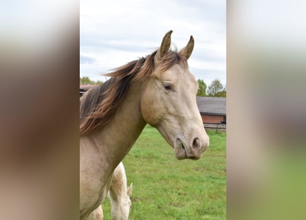 Quarter horse américain, Hongre, 2 Ans, 152 cm, Champagne