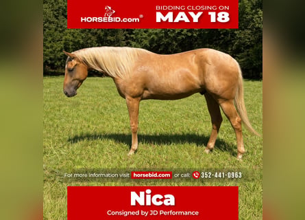 Quarter horse américain, Hongre, 2 Ans, 152 cm, Palomino
