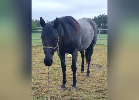 Quarter horse américain, Hongre, 2 Ans, 154 cm, Rouan Bleu