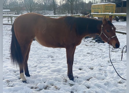 Quarter horse américain, Hongre, 2 Ans, 160 cm, Bai