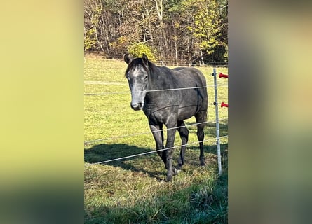 Quarter horse américain, Hongre, 2 Ans, 160 cm, Gris