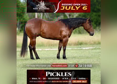 Quarter horse américain, Hongre, 3 Ans, 142 cm, Bai cerise