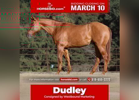 Quarter horse américain, Hongre, 3 Ans, 145 cm, Alezan dun