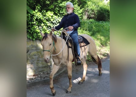 Quarter horse américain, Hongre, 3 Ans, 146 cm, Champagne