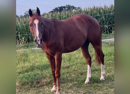 Quarter horse américain, Hongre, 3 Ans, 147 cm, Alezan brûlé
