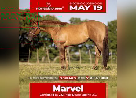 Quarter horse américain, Hongre, 3 Ans, 147 cm, Isabelle