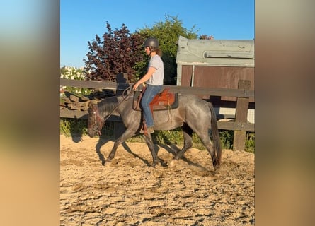 Quarter horse américain, Hongre, 3 Ans, 149 cm, Rouan Bleu