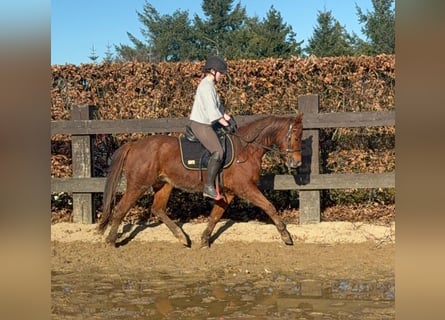 Quarter horse américain, Hongre, 3 Ans, 150 cm, Alezan