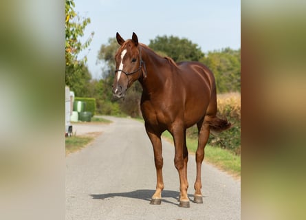 Quarter horse américain, Hongre, 3 Ans, 150 cm, Alezan