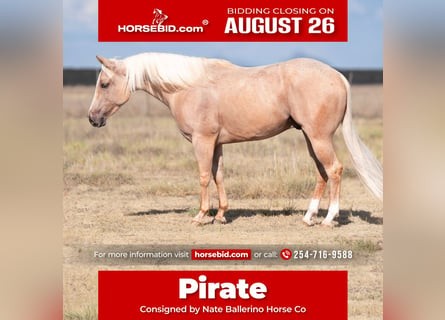 Quarter horse américain, Hongre, 3 Ans, 150 cm, Palomino