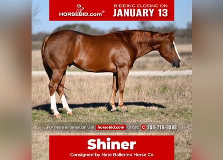 Quarter horse américain, Hongre, 3 Ans, 152 cm, Alezan cuivré