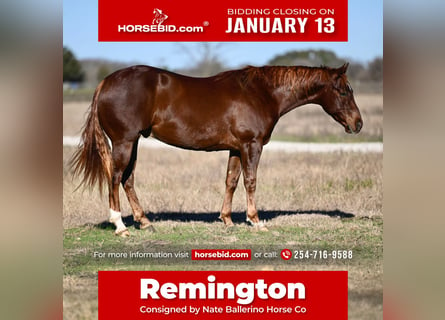 Quarter horse américain, Hongre, 3 Ans, 152 cm, Alezan cuivré