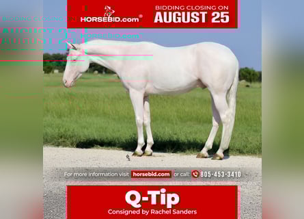 Quarter horse américain, Hongre, 3 Ans, 152 cm, Blanc