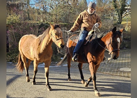 Quarter horse américain, Hongre, 3 Ans, 152 cm, Buckskin
