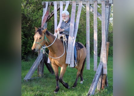 Quarter horse américain, Hongre, 3 Ans, 152 cm, Buckskin