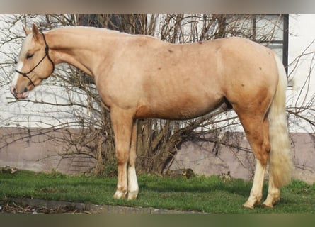 Quarter horse américain, Hongre, 3 Ans, 152 cm, Palomino